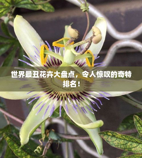 世界最丑花卉大盘点，令人惊叹的奇特排名！