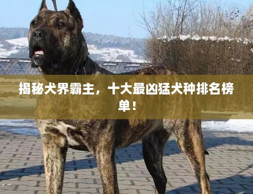 揭秘犬界霸主，十大最凶猛犬种排名榜单！