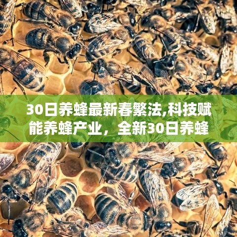 科技赋能养蜂产业，全新30日春繁法引领时代潮流的养蜂技术革新