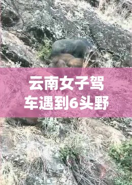 云南女子驾车奇遇，野猪掉落与自我成长的力量之旅