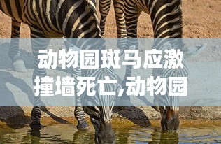 动物园斑马应激撞墙死亡事件，反思与评测