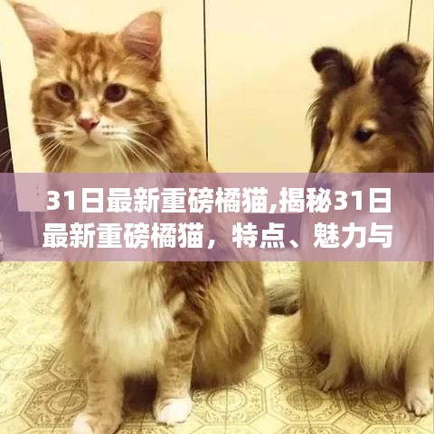 揭秘最新重磅橘猫，特点、魅力与科普知识全解析