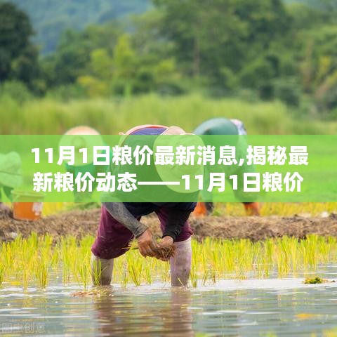 揭秘最新粮价动态，11月粮价分析与应对策略指南