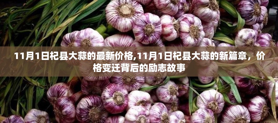 11月1日杞县大蒜价格新篇章，励志故事与价格变迁的背后揭秘