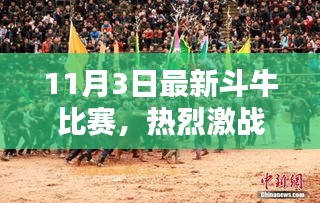 11月3日斗牛比赛全景解析，热烈激战与策略揭秘