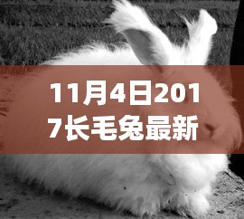 2017年11月长毛兔最新价格解析，特性、用户体验与目标用户群体深度探讨