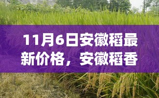 橘虞初梦 第47页