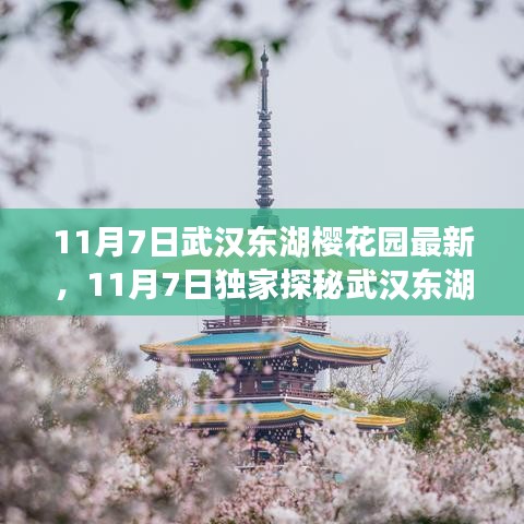 独家探秘，武汉东湖樱花园秋日绚烂，樱花醉人心扉实拍纪实