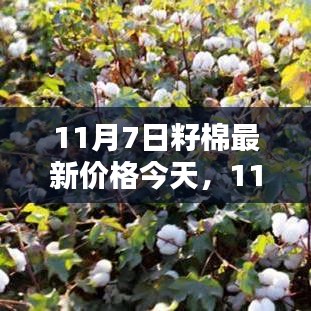 11月7日籽棉最新价格评析及今日市场动态