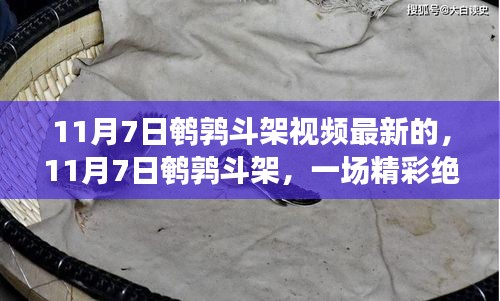 11月7日鹌鹑斗架精彩瞬间，鸟类决斗视频全新呈现