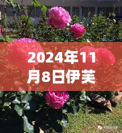 独家解析，伊芙新品种绽放新篇章，重磅发布于2024年11月8日