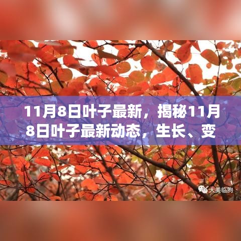 揭秘11月8日叶子最新动态，生长变化与观察要点全解析