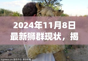 揭秘狮群现状，最新观察报告与深度思考（2024年11月8日）