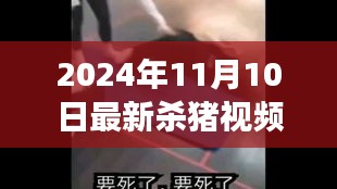 2024年11月10日最新杀猪视频观察与探讨，现场实录与深度分析