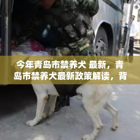 青岛市禁养犬最新政策解读，背景、事件与影响分析