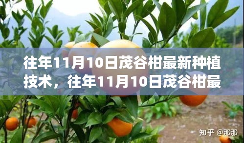 往年11月10日茂谷柑最新种植技术深度解析