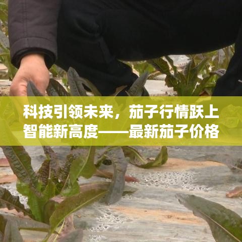 科技引领未来，茄子行情跃上智能新高度——最新茄子价格行情走势解析与高科技产品体验之旅