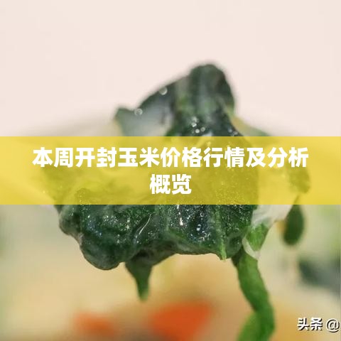 本周开封玉米价格行情及分析概览