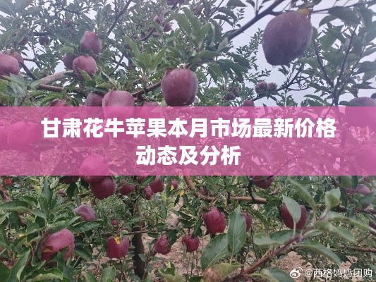 甘肃花牛苹果本月市场最新价格动态及分析