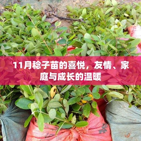 11月稔子苗的喜悦，友情、家庭与成长的温暖