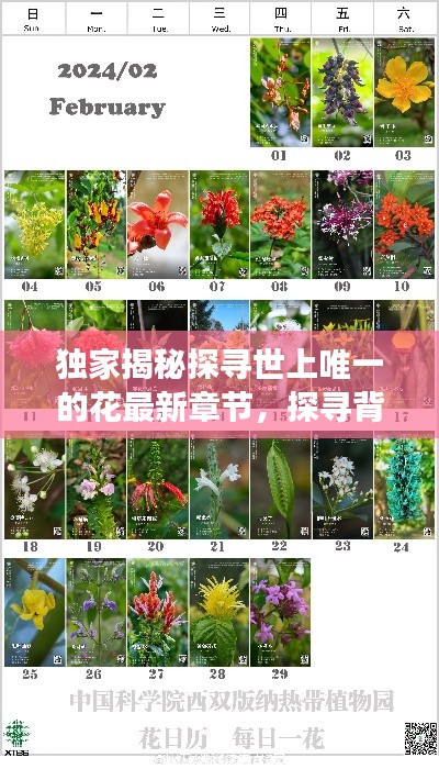 独家揭秘探寻世上唯一的花最新章节，探寻背后的故事（2024年11月14日更新）