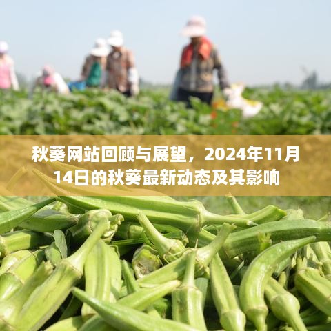 秋葵网站回顾与展望，2024年11月14日的秋葵最新动态及其影响