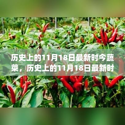 历史上的11月18日时令蔬菜全面评测与介绍，最新时令蔬菜一览