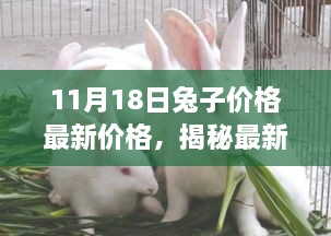 揭秘最新兔子市场趋势，11月18日兔子价格深度解析与最新价格发布