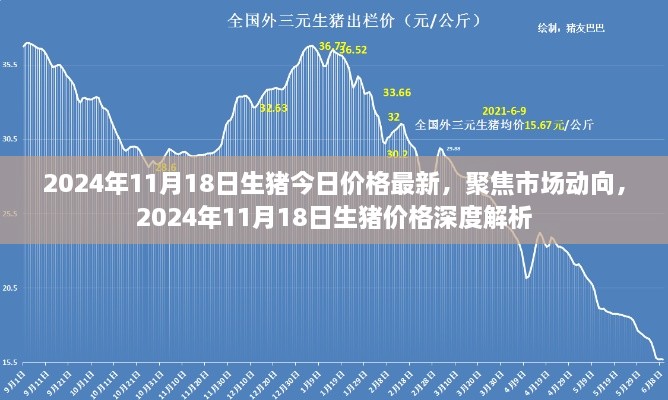 2024年11月18日生猪价格深度解析，市场动向聚焦