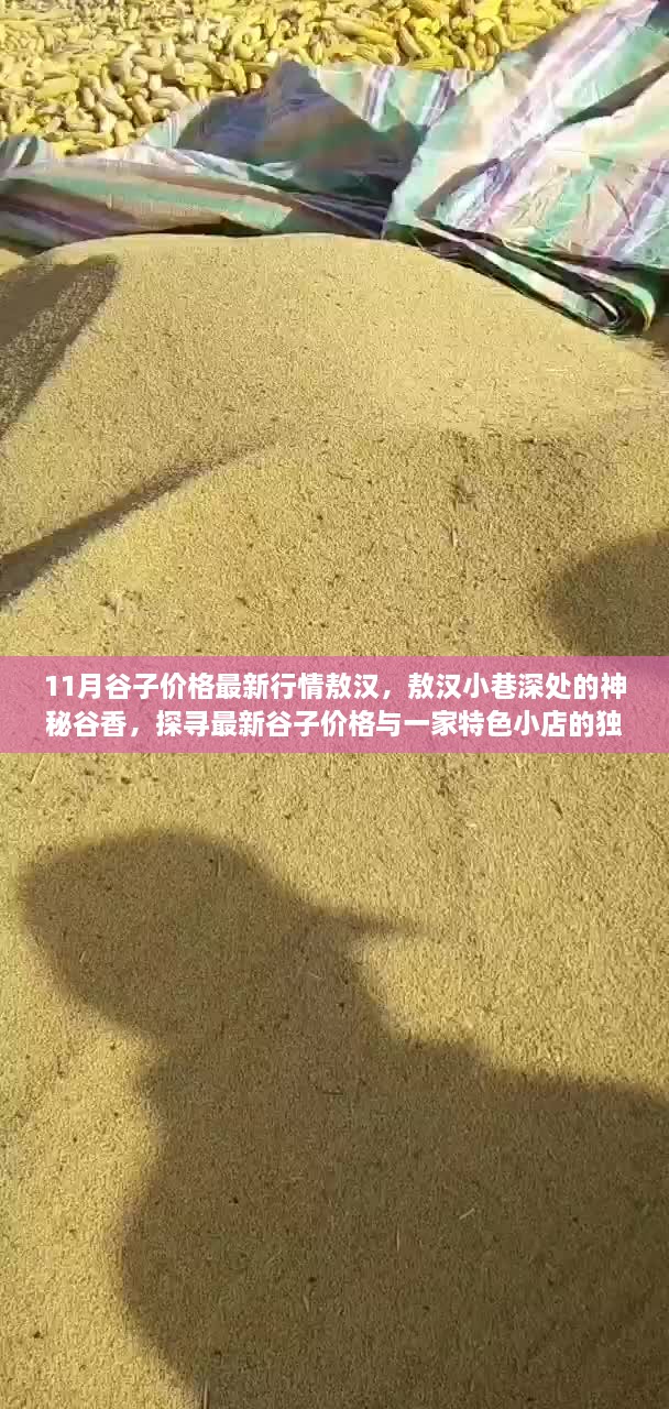 敖汉谷子最新行情揭秘，小巷深处的神秘谷香与特色小店魅力探寻