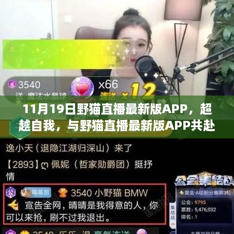 野猫直播最新版APP，探索知识海洋，无限可能超越自我