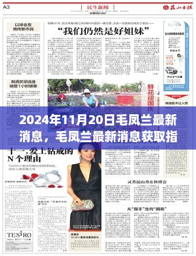 2024年11月20日毛凤兰最新消息，毛凤兰最新消息获取指南（初学者与进阶用户适用）