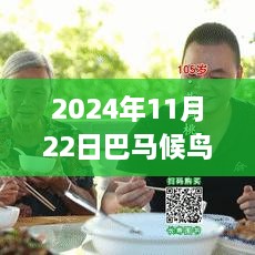 最新动态分析，2024年11月22日巴马候鸟人现状与某某观点探讨