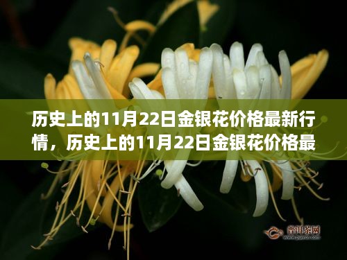 历史上的11月22日金银花价格行情深度解析与指南，初学者与进阶用户必读