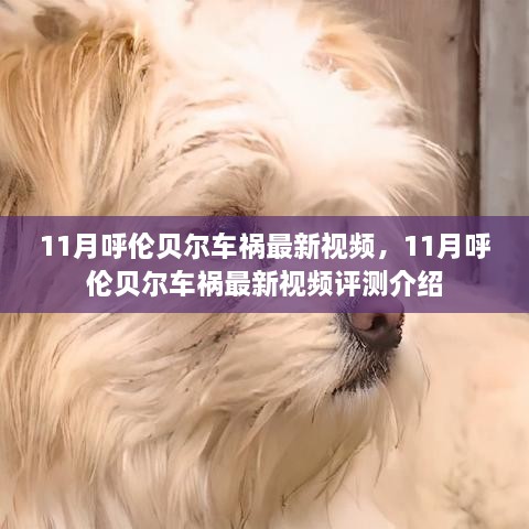 11月呼伦贝尔车祸最新视频及其评测介绍