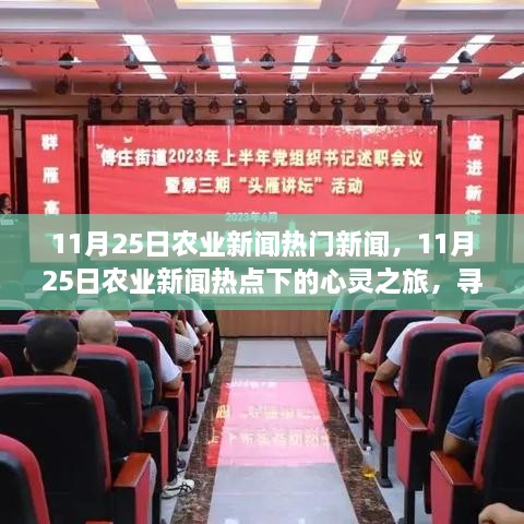 11月25日农业新闻热点，探寻自然诗意与宁静的心灵之旅