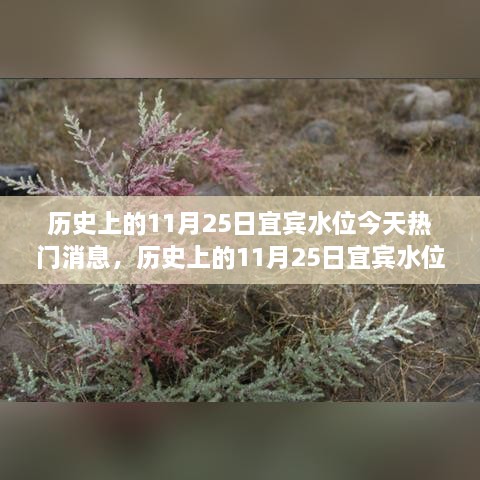 历史上的11月25日宜宾水位揭秘，一场心灵平静之旅的探寻