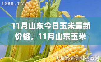 山东玉米最新行情分析，价格走势、影响因素及前景探讨