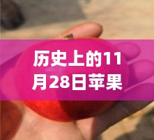 历史上的苹果热门品种回顾，探索与欣赏苹果照片，11月28日的历史之旅