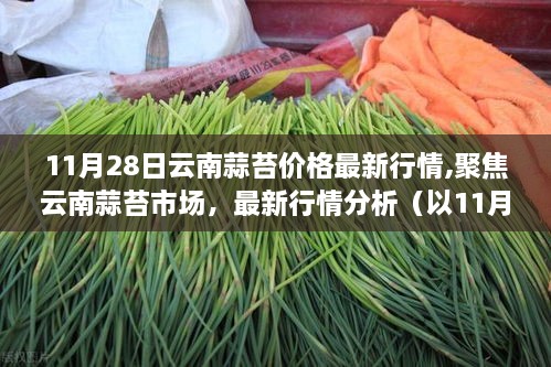 11月28日云南蒜苔价格最新行情分析，市场动态聚焦