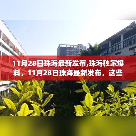 11月28日珠海独家爆料，新鲜事一网打尽！