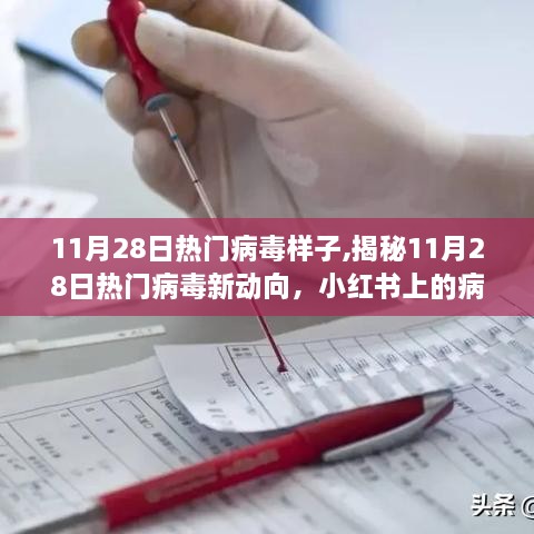 小红书揭秘，11月28日热门病毒新动向观察报告