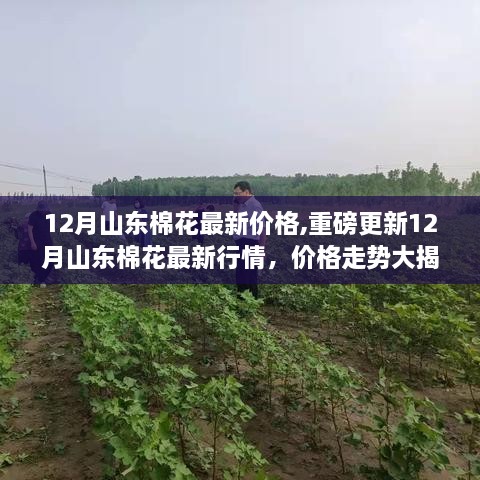 揭秘山东棉花市场，最新行情与价格走势