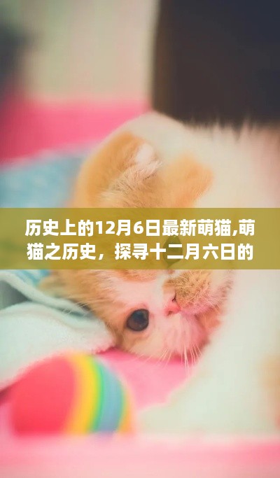 探寻萌猫历史印记，十二月六日的独特影响与印记最新萌猫盘点