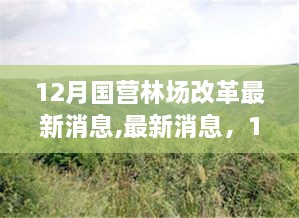 12月国营林场改革动态深度解析及最新消息