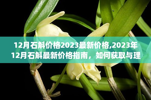 2023年12月石斛最新价格指南，了解石斛价格走势与购买建议