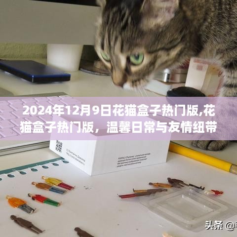 花猫盒子热门版，温馨日常与友情纽带的奇妙世界（2024年12月9日）