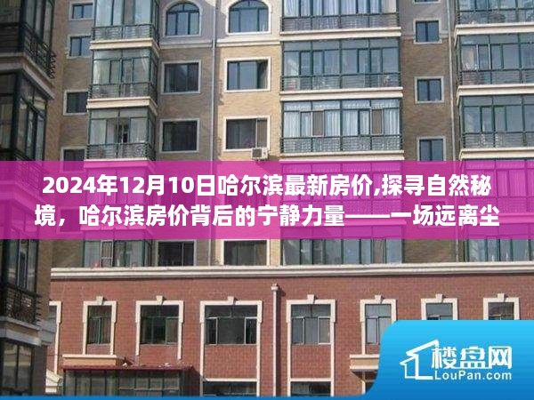 探寻自然秘境，哈尔滨最新房价背后的宁静力量心灵之旅（2024年）