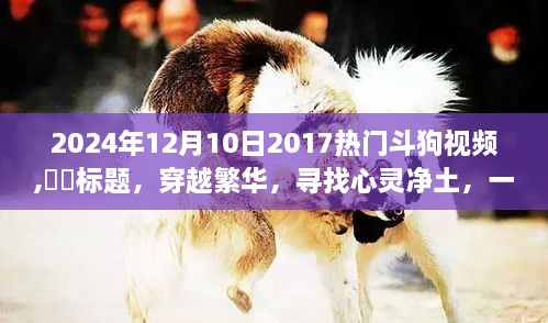 穿越繁华寻找心灵净土，斗狗视频引领的心灵自然探索之旅（2024年热门回顾）