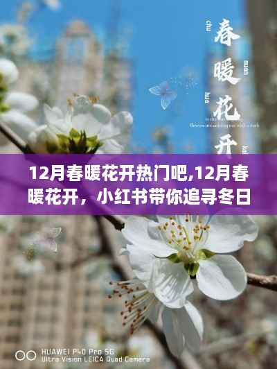 追寻冬日暖阳下的美好时光，小红书带你领略十二月春暖花开的魅力